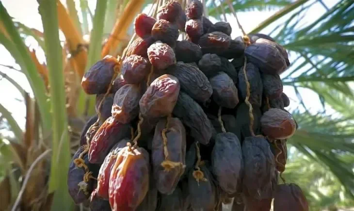 Pohon kurma Ajwa