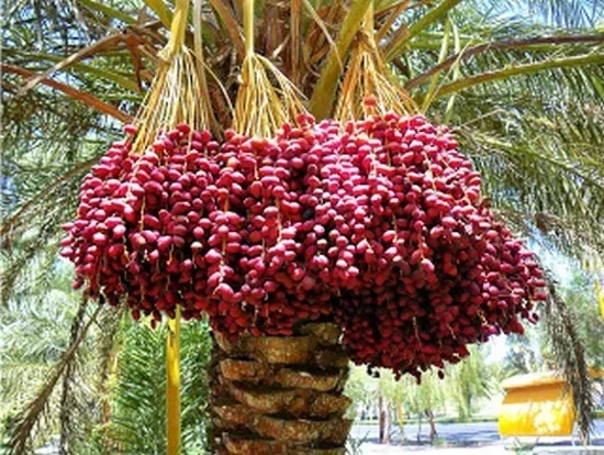 Pohon kurma Ajwa