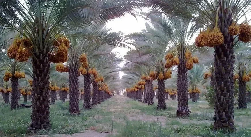 Buah kurma