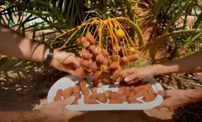 Buah kurma