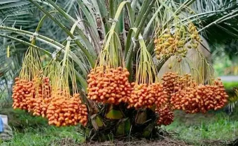 Manfaat Memakan Kurma - Khasiat, Nutrisi, dan Cara Mengonsumsinya
