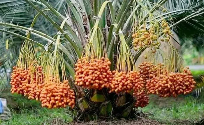 Manfaat Memakan Kurma - Khasiat, Nutrisi, dan Cara Mengonsumsinya