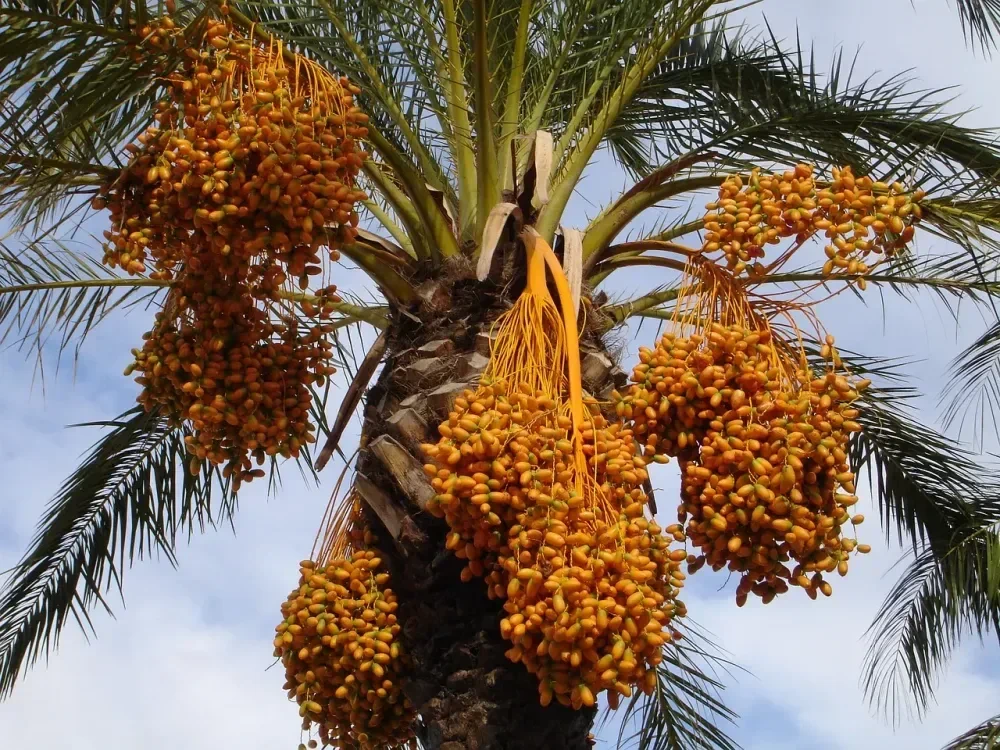 Pohon kurma di oasis