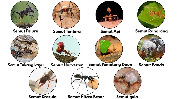 Rahasia Anatomi Semut: Kenapa Bisa Pecah Seperti Kaca Saat Terinjak? 🐜💎