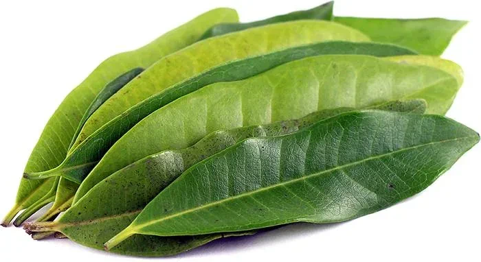 Daun salam segar