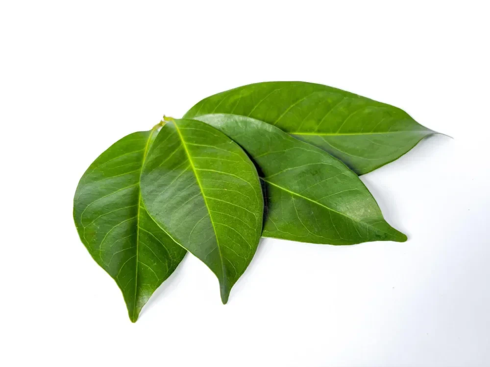Daun salam di tangan