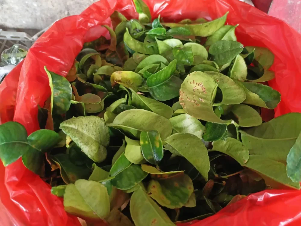 Daun salam dan rempah
