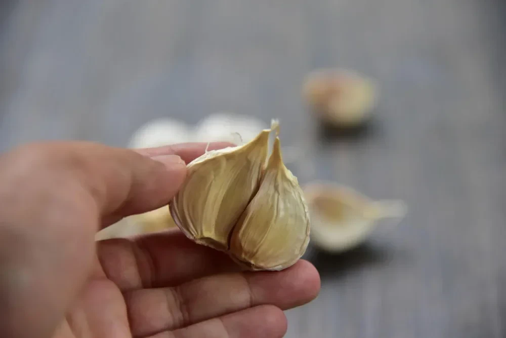 Bawang putih segar