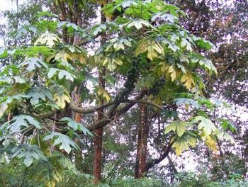 Buah Carica khas Dieng yang diolah menjadi manisan