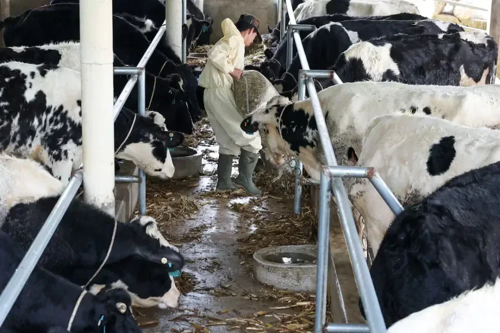 Peternak sapi perah